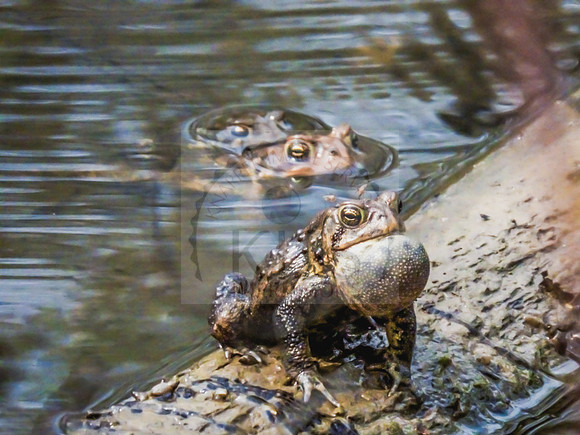 American toads - IMG_4610