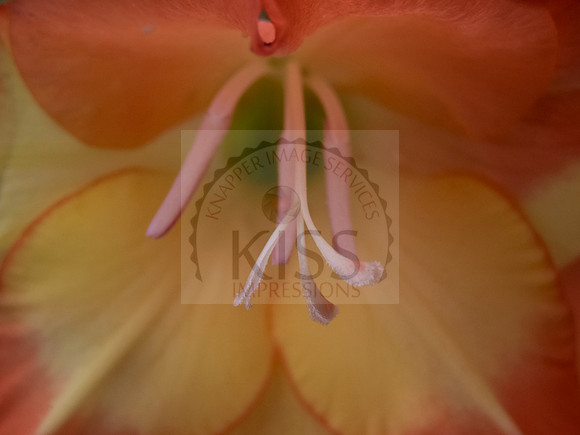 Ornamental begonia - IMG_7541
