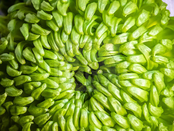 Green chrysanthemum macro - IMG_8856
