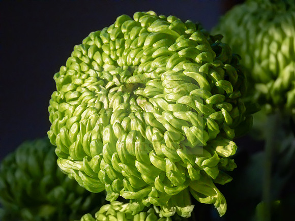 Green chrysanthemum - IMG_8859