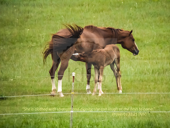 Mother horse and foal - IMG_8299I