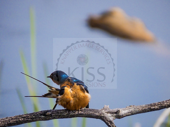 Barn swallow with tail feathers - IMG_1412