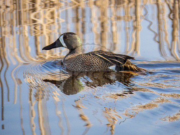 Reflecting blue-winged teal - IMG_1335