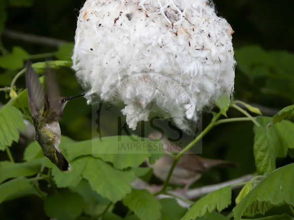 Hummingbird at nesting ball - IMG_6831