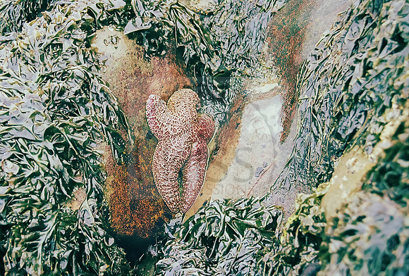 Starfish on rock - 025856-R1-24