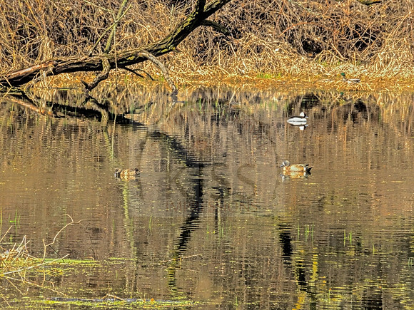 Duck pond swimmers - IMG_5325