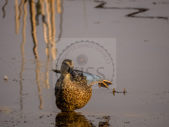 Teal's blue wing - IMG_1230