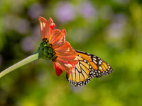 Insects