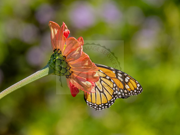 Monarch on zinnia - IMG_5424