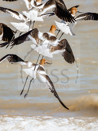 American avocets - IMG_0286