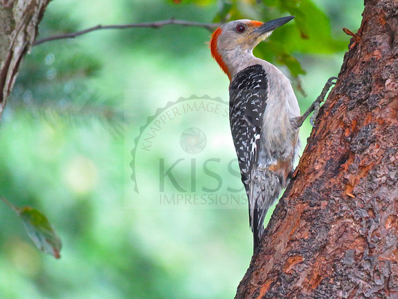 Captured in central Michigan