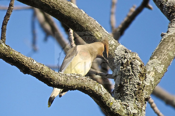 This silky, shiny, brown, handsome waxwing was captured in the backyard bushes of Franklin, WI.