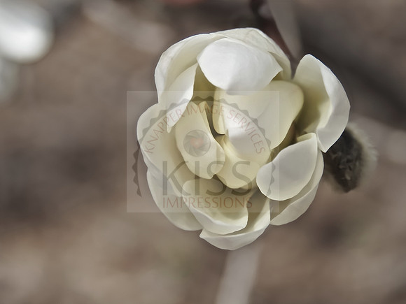 Single flower beauty.