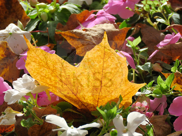 Beauty of the fall season.