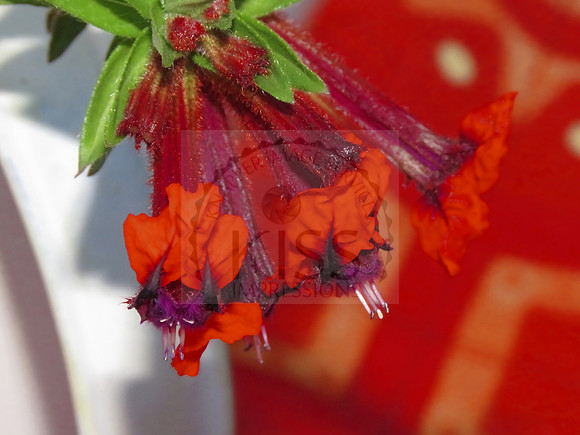 Hummingbird attractor