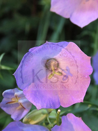 Sunset shadows cast on campanula flower