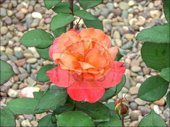 Tahitian sunset colored backyard flower.