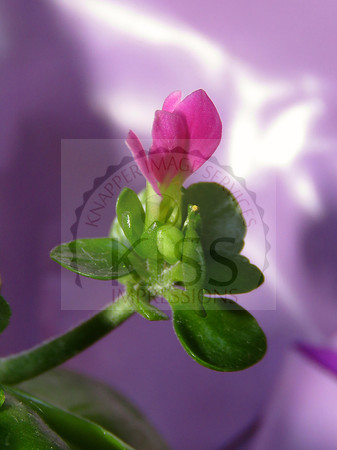 Tiny beauty.