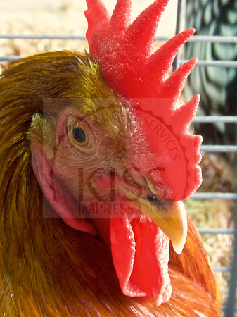 Caged rooster