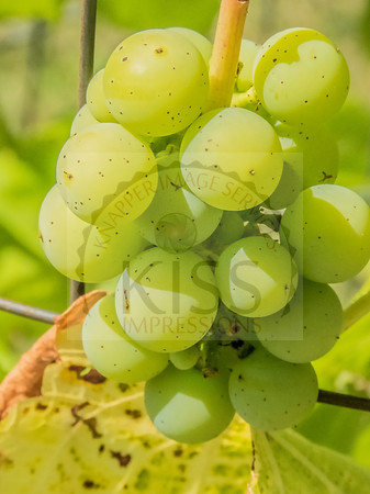 Lovely bunch of wine fruit.