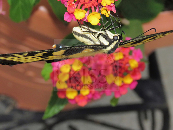 Balancing butterfly nectaring.