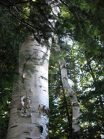 Birch trees in nature's spotlight.