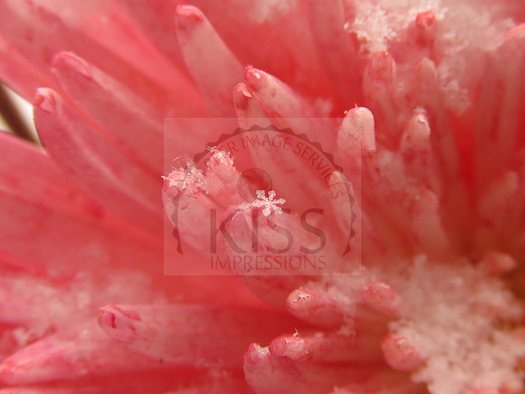 Pink chrysanthemum kissed by snow