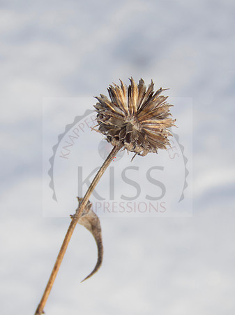 Dried flowers in winter