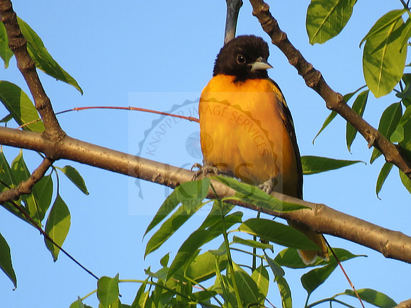 Male Baltimore oriole (Icterus galbula) - IMG_5683