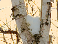 Woodland