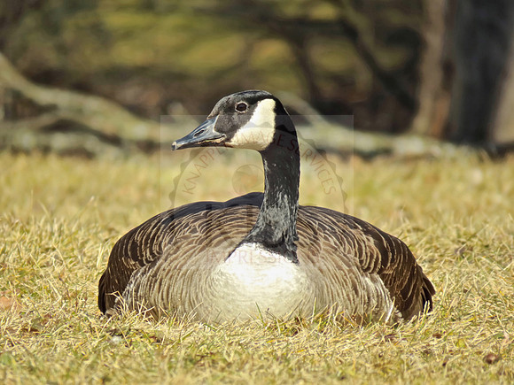 Female Canadian goose at rest.
