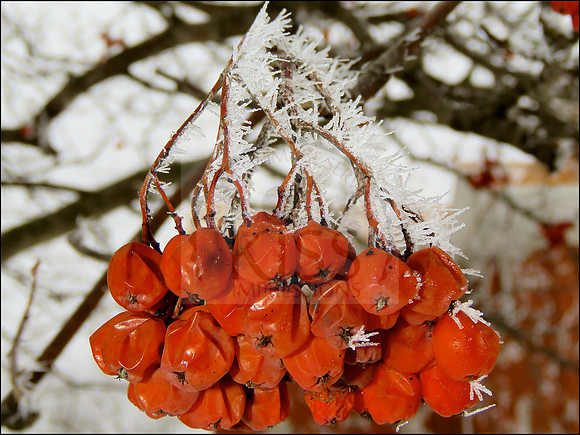 Beauty in treacherous weather conditions.