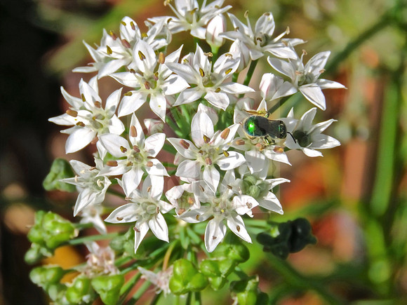 Pretty backyard herb bloom.