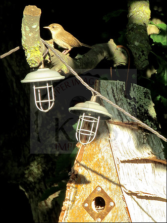 Captured in a backyard woodline in a Milwaukee, WI suburb.