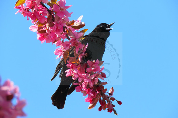 Red-winged blackbird serenading on Mother’s Day in a Milwaukee, WI suburb.