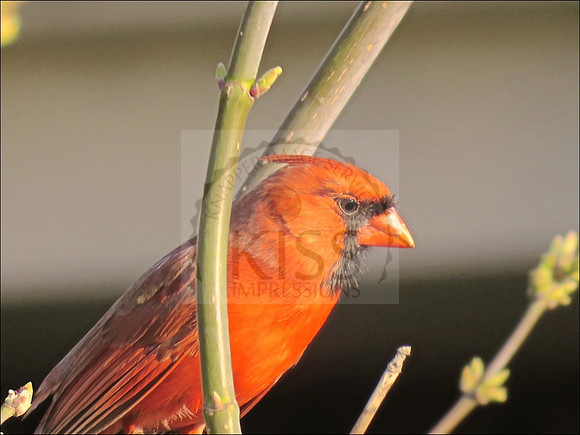 Captured in a backyard woodline in Franklin, WI