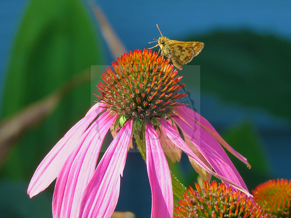 Peck's skipper butterfly on coneflower - IMG_0291
