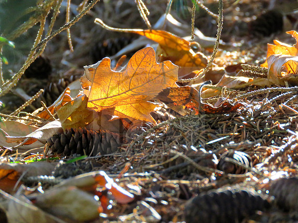 Golden fall leaves