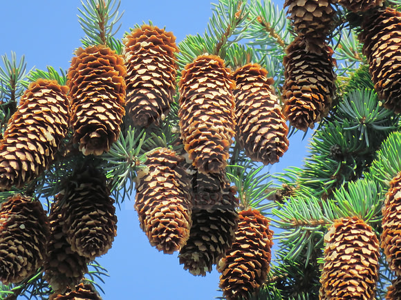 Female and male pine cones.