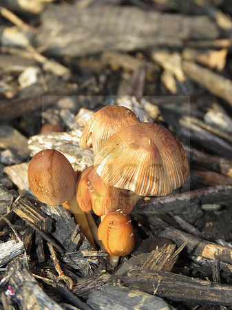Mushrooms at sunset
