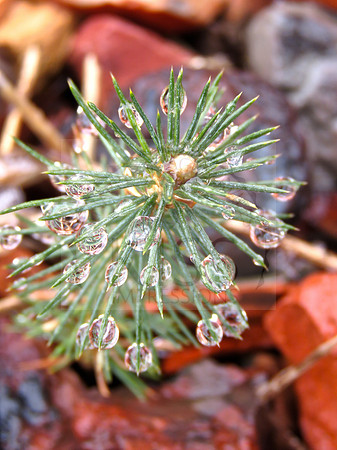 Decorated pine tree.