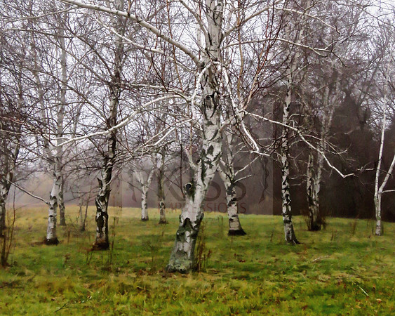 Creepy forest.