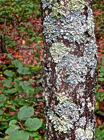 Tree covered in green moss.