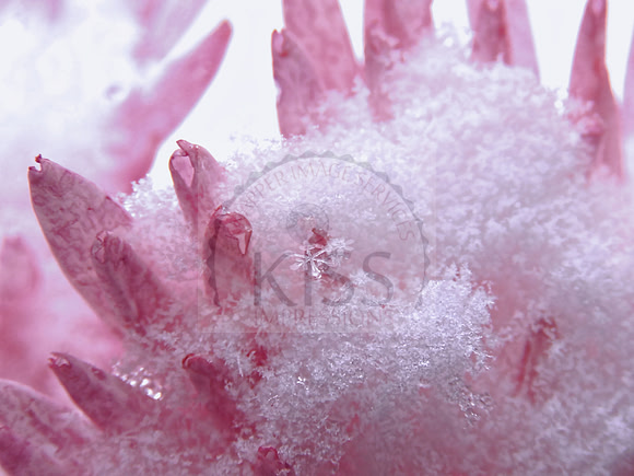 Snowflakes resting on a flower.