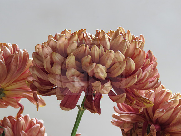 Thanksgiving bouquet.
