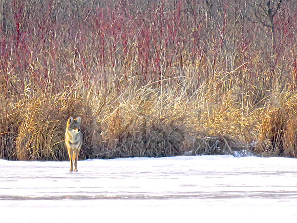 Hunting coyote in winter.