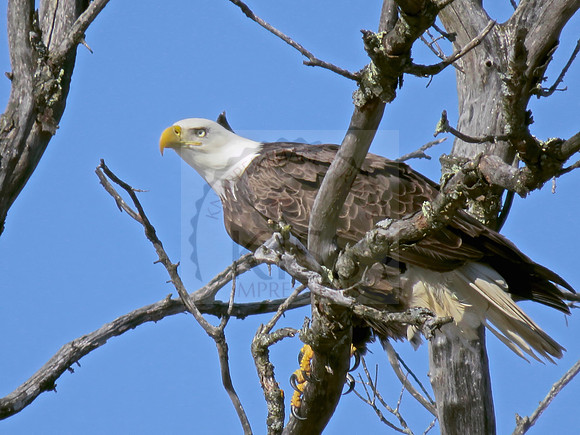 Eagle eye at work.