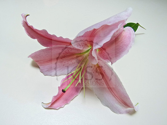 Tiger lily opening.