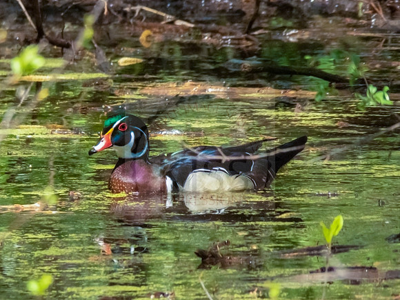 Carolina duck