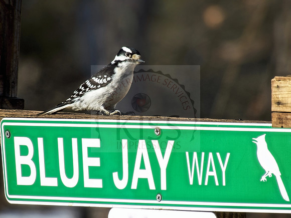 Bird humor.